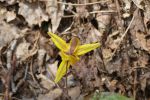 PICTURES/Pigeon Mountain - Wildflowers in The Pocket/t_Trout Lily2.JPG